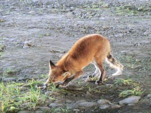 fox