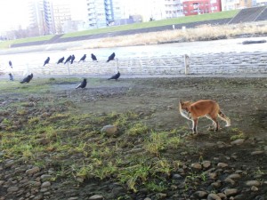 fox and crow